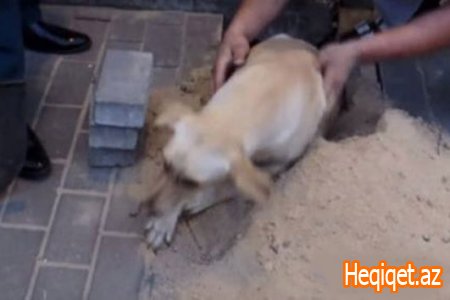 Səsləri eşidən adam daşları sökməyə başladı və...