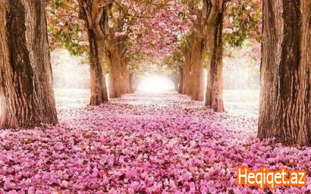 Sehrli aurası ilə sizi heyran edəcək 12 ağaclı keçid - FOTOLAR