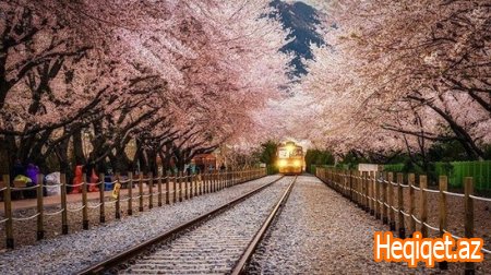 Sehrli aurası ilə sizi heyran edəcək 12 ağaclı keçid - FOTOLAR