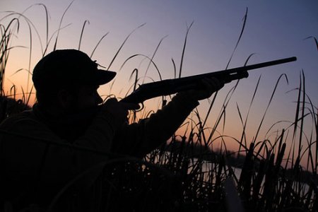 Azərbaycanda hansı heyvanlar ov siyahısından çıxarıla bilər?