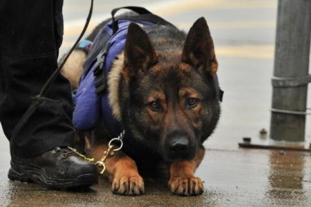 İt 303 min dollar tapdı