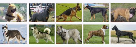 Dünyanın 10 ən təhlükəli köpəyi