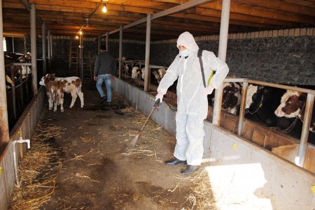 Dövlət Baytarlıq Xidməti iti yoluxucu xəstəliklərin qarşısının alınması istiqamətində profilaktik tədbirlər aparır 