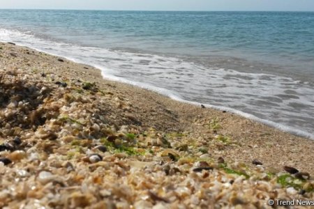 Abşeron yarımadası öz iqlim tipini dəyişir: Yerli floraya aid bəzi bitkilər tükənir