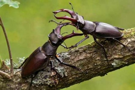 BMT-dən təklif: “Həşəratları yeyin, dadı balığı xatırladır”