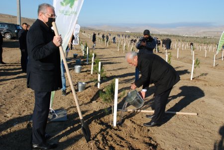 Azərbaycan həmkarlar ittifaqlarının əməkdaşları ağacəkmə aksiyasında iştirak ediblər