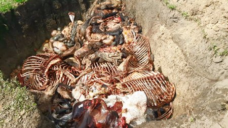Azərbaycanda at-eşşək kəsib satanlar ələ keçdi - DƏHŞƏTLİ GÖRÜNTÜLƏR