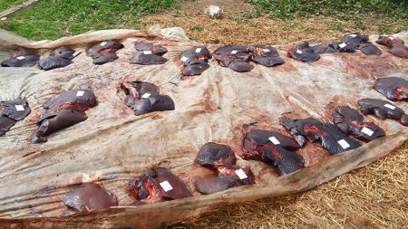 Azərbaycanda at-eşşək kəsib satanlar ələ keçdi - DƏHŞƏTLİ GÖRÜNTÜLƏR