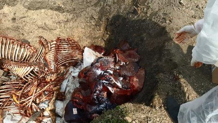 Azərbaycanda at-eşşək kəsib satanlar ələ keçdi - DƏHŞƏTLİ GÖRÜNTÜLƏR