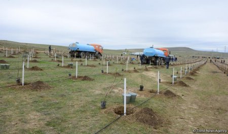 Azərbaycanın ekologiya tarixində özəl gün - 650 min ağacın əkilməsi reallaşdı 